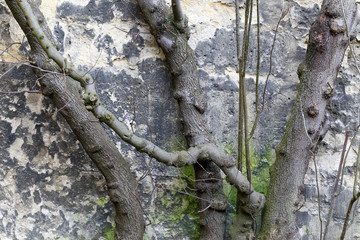 Pruned tree brunches against stone wall in winter