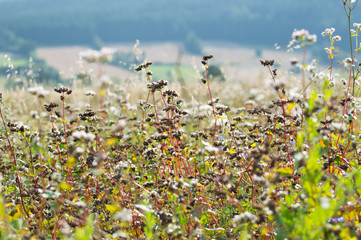 Mature buckwheat field on a sunny day