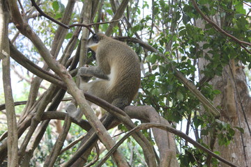 Green Monkey, tree