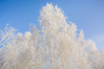 The frozen tree. In the winter the tree froze from cold.