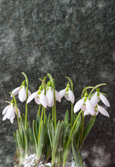 Fresh snowdrop flowers against stone background