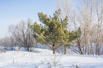 Fototapeta na wymiar Coniferous winter forest. The wood in the winter under snow.