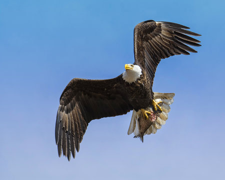 Bald eagle carrying off it's breakfast