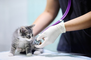 Veterinary doctor using stethoscope for kitten