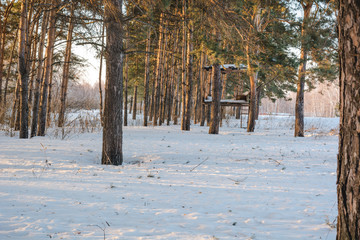 Coniferous winter forest. The wood in the winter under snow.