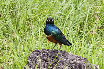 Superb Starling
