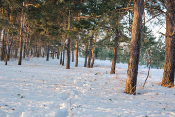 Coniferous winter forest. The wood in the winter under snow.