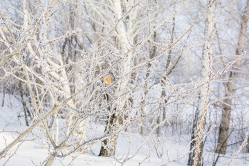 The frozen tree. In the winter the tree froze from cold.