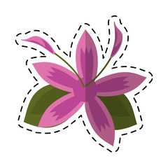 cartoon flower daylily beautiful flora vector illustration eps 10
