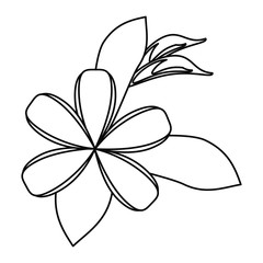 plumeria flower decoration thin line vector illustration eps 10