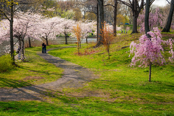 Cherry Blossoms Trail © Andrew Kazmierski