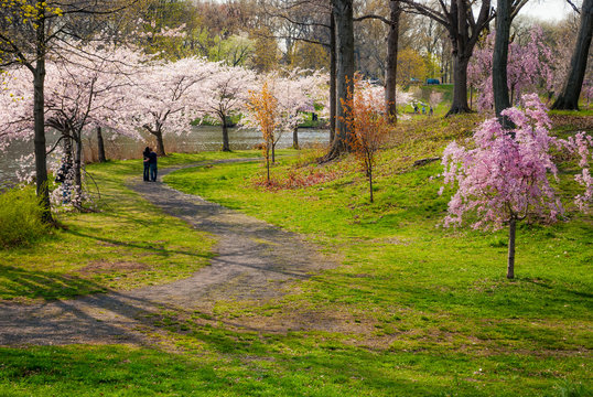 Cherry Blossoms Trail