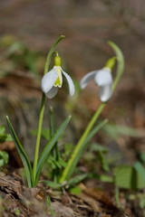Beautiful snowdrop flowers (Galanthus nivalis) at spring