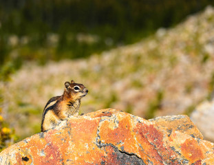Chipmunk on a Rock