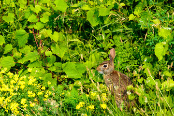Wild Rabbit