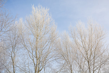 The frozen tree. In the winter the tree froze from cold.