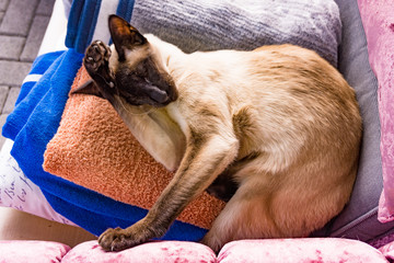 oriental cat.  Siamese cat