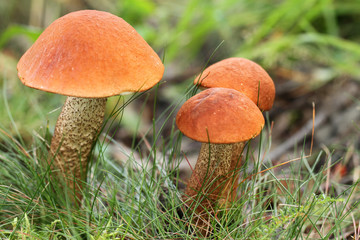 Groups of edible Leccinum aurantiacum mushrooms in FInland.