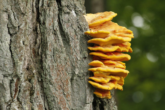 Edible bracket fungus Laetiporus sulphureus also known as chicken of the woods.