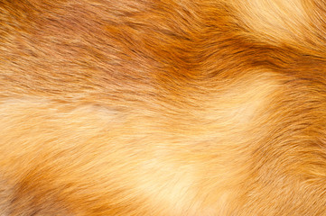 Textures red fox fur