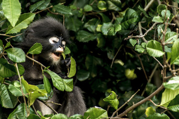 langur monkey wildlife sitting in a tree Wua Talap island Ang Thong National Marine Park Thailand