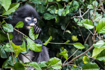 langur monkey wildlife sitting in a tree Wua Talap island Ang Thong National Marine Park Thailand