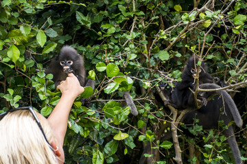 langur monkey wildlife sitting in a tree Wua Talap island Ang Thong National Marine Park Thailand
