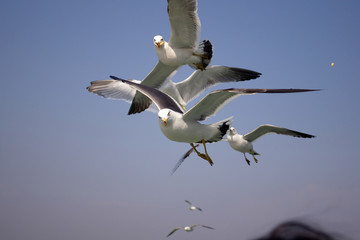 Seagulls staring at me