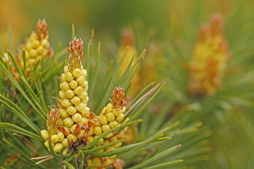 Pine, Pinus silvestris, male inflorescence in forest in Finland.