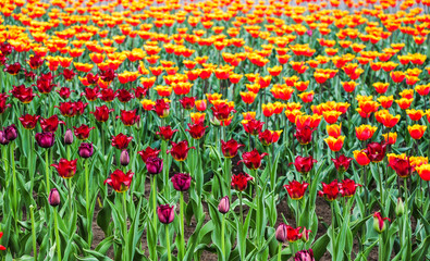 The two varieties of tulips in the flower bed. Background