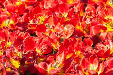 Bright red terry tulips. Background