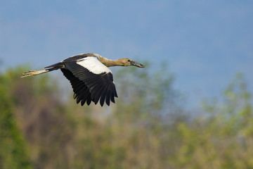 Image of asian openbill stork on nature background. Wild Animals.