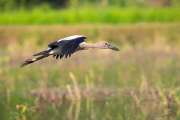 Image of asian openbill stork on nature background. Wild Animals.