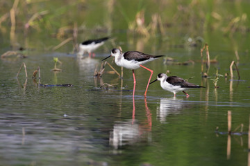 Image of bird black-winged stilt  (Himantopus himantopus) on nature background. Wild Animals.