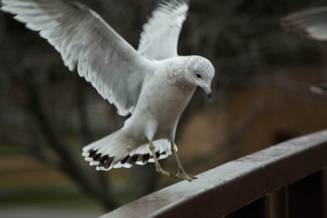 Seagull Landing