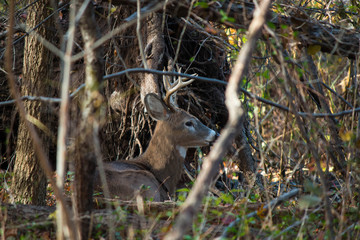 Young Male deer
