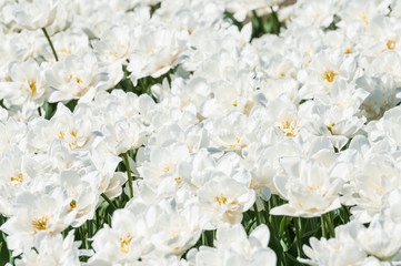 White Terry Tulip. Background