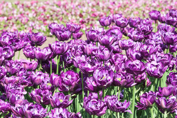 Obraz premium Terry purple tulips in a flower nursery. Background