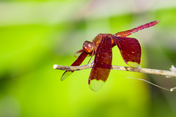 Image of red dragonfly on natural background. Insect Animals.