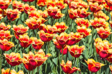 Fototapeta premium Fringed tulips red yellow. Background