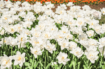 Fototapeta premium White Terry Tulip. Background