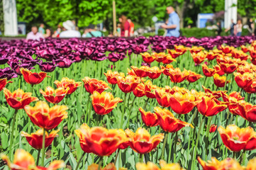 Yellow and red fringed and purple terry tulips in the nursery
