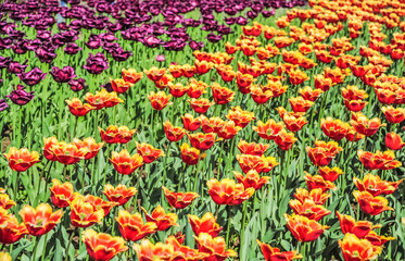 Yellow and red fringed and purple terry tulips in the nursery