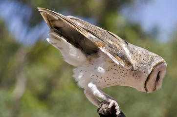 barn owl