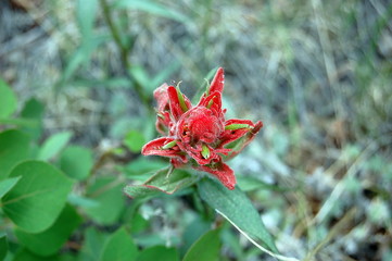 Red indian paint flower bloom