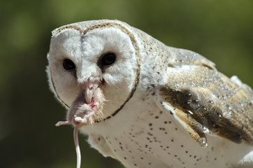 barn owl