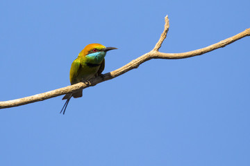 Image of bird on the branch on sky background. Wild Animals. Chestnut-headed Bee-eater (Merops leschenaulti)