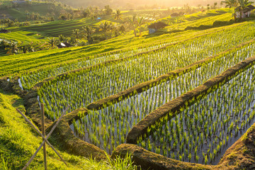 Fototapeta premium Beautiful Jatiluwih Rice Terraces in Bali, Indonesia