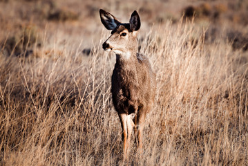 Deer Standing in Field