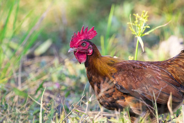 Image of chicken on nature background. Farm Animals.